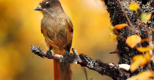 fall-backyard-birding-checklist