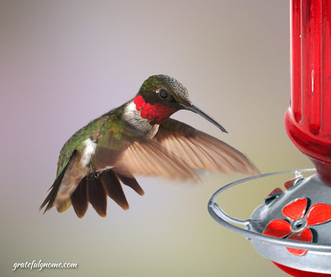 feeding-hummingbirds-with-a-blown-glass-hummingbird-feeder