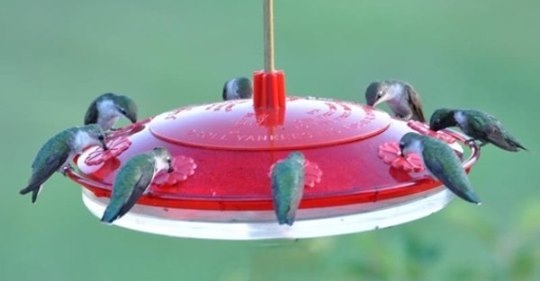 frequently-asked-questions-about-attracting-hummingbirds