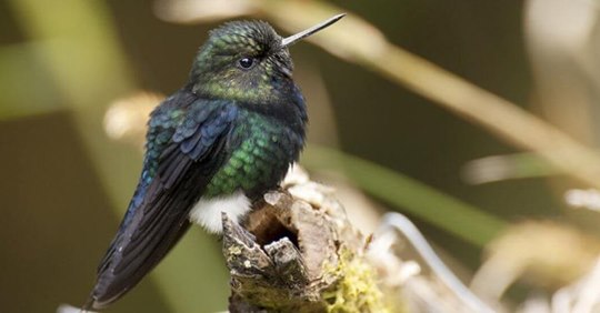 growing-flowers-to-save-a-critically-endangered-hummingbird