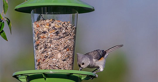 heres-what-to-feed-your-summer-bird-feeder-visitors