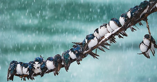 how-do-birds-keep-warm-in-the-winter