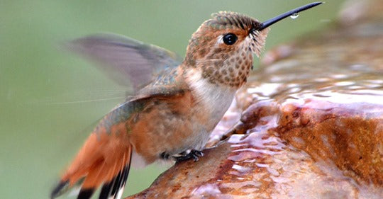 how-to-attract-hummingbirds-with-water