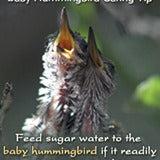 how-to-care-for-an-abandoned-baby-hummingbird
