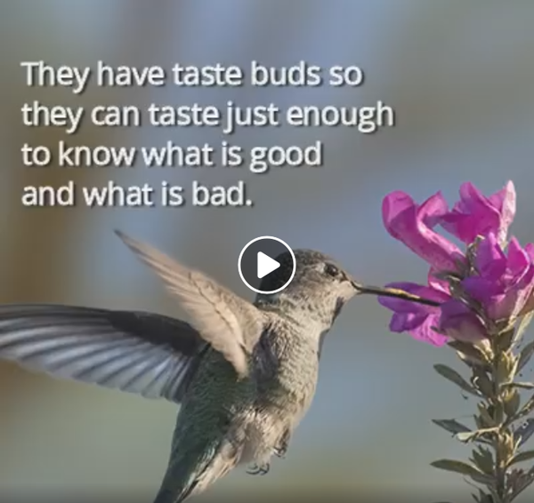 hummingbird-anatomy