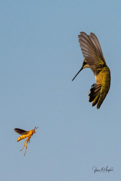 hummingbird-and-bee-face-off