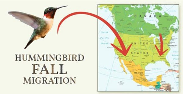 hummingbird-fall-migration