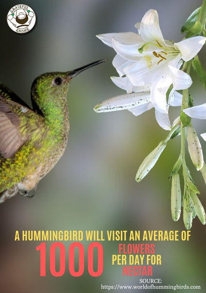 amazing hummingbird fact