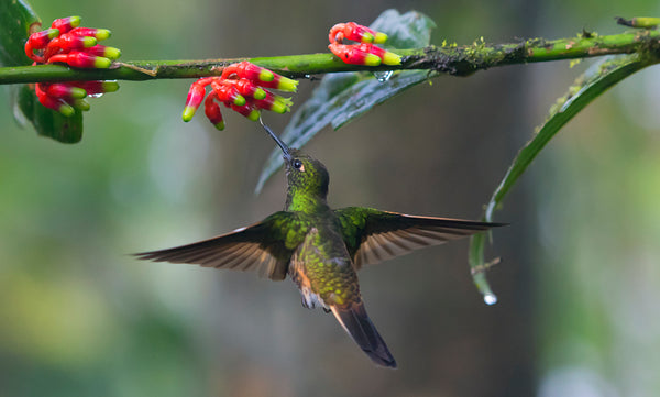 hummingbird fall migration