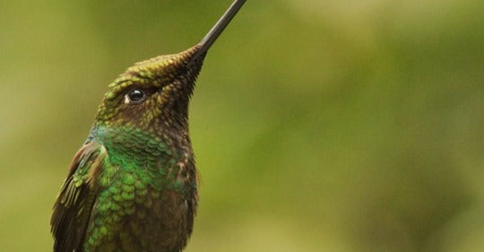 hummingbirds-are-ecological-super-specialist
