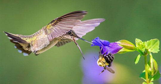 hummingbirds-as-feathered-bees
