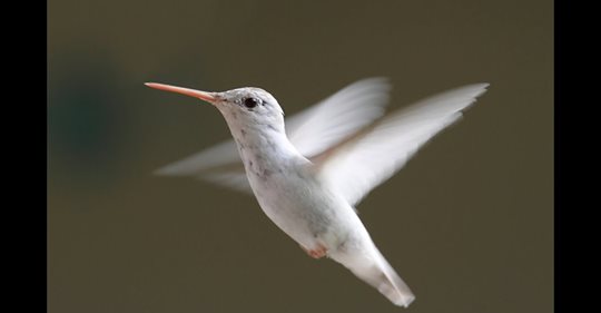 hummingbirds-ultra-slow-motion–amazing-facts