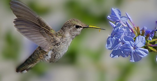 ideal-habitats-for-hummingbirds