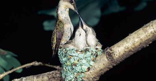life-of-a-female-hummingbird