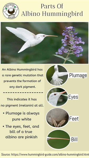 parts-of-albino-hummingbird