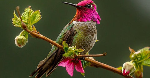 Hummingbird Perches