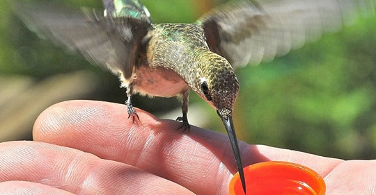 safe-easy-tips-for-hand-feeding-hummingbirds-at-home
