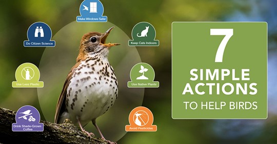 seven-simple-actions-to-help-birds