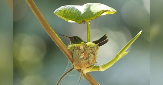 this-genius-hummingbird-has-built-an-adorable-nest-with-a-tiny-roof