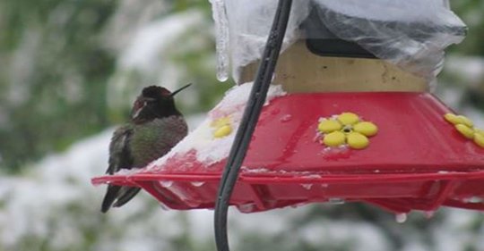 tips-for-feeding-hummingbirds-in-the-winter