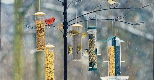 top-10-ways-to-help-birds-in-bad-weather