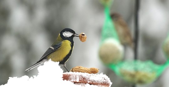 top-8-foods-to-feed-birds-during-the-winter