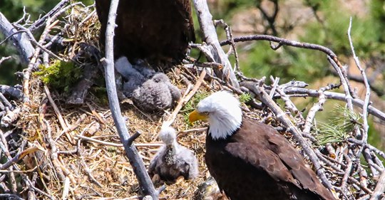 types-of-bird-nests