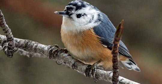 what-can-cause-birds-to-show-weird-color-variation