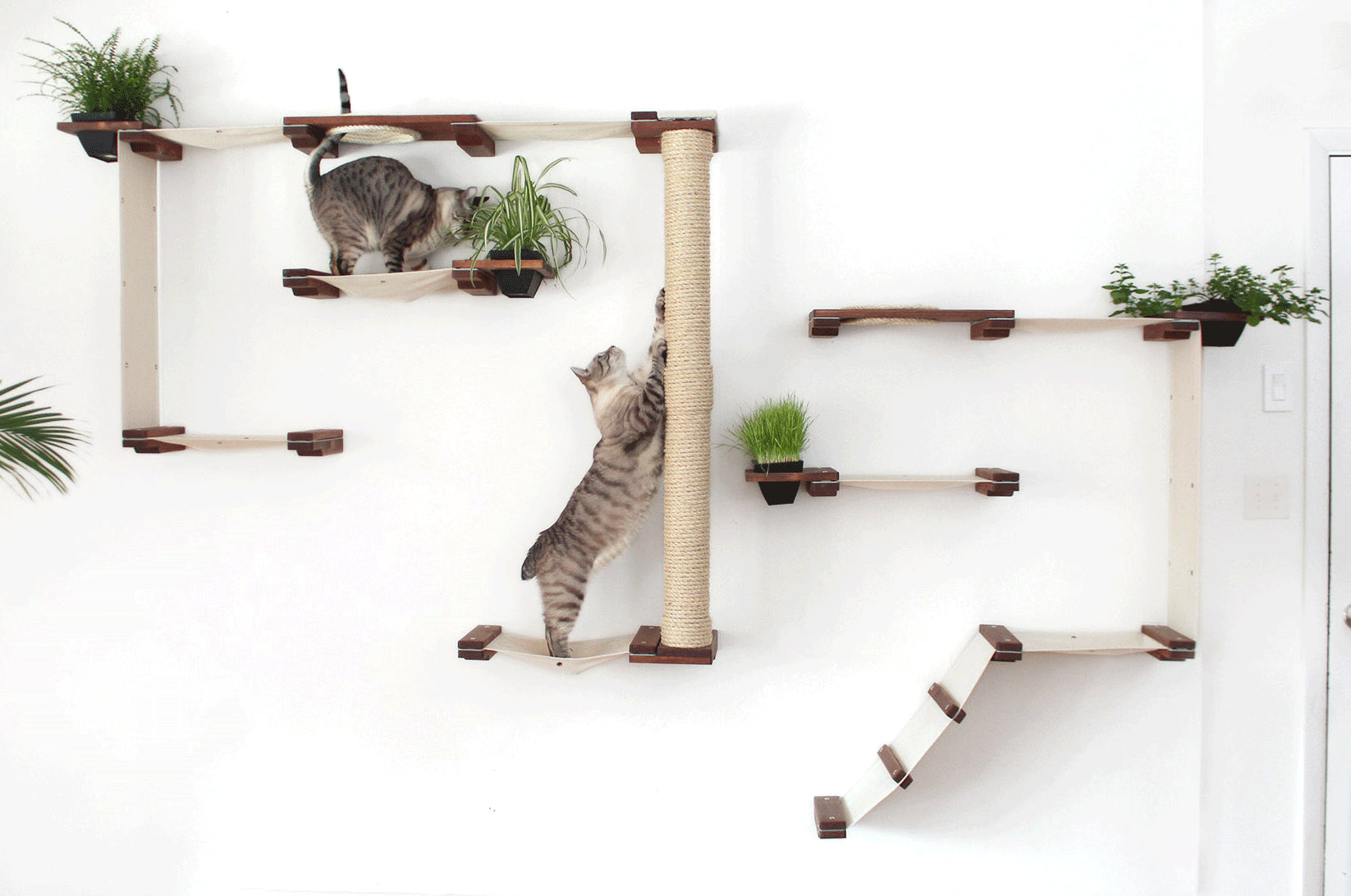 Catastrophicreations Cat Wall | Smack Bang Blog