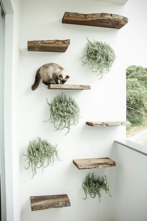 Outdoor Cat Climbing Wall | Smack Bang Blog