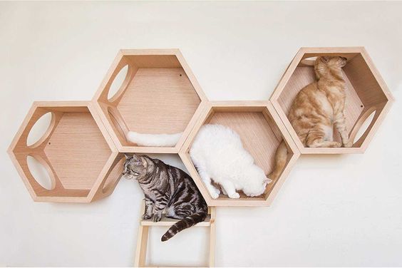 Busy Cat Shelves | Smack Bang Blog