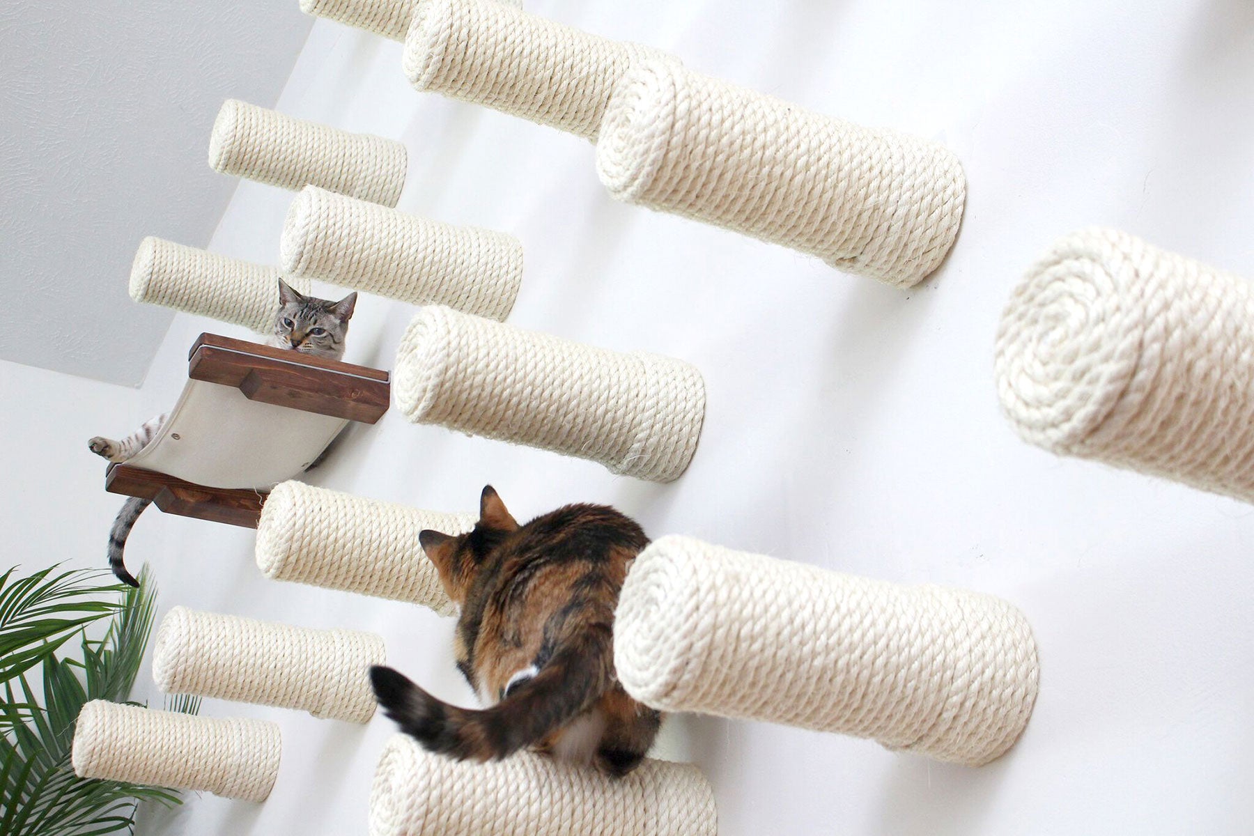 Catastropicreations Cat Wall | Smack Bang Blog