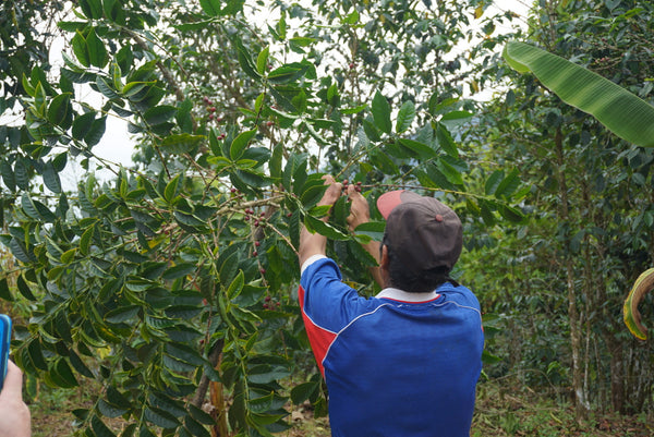 Picking Coffee