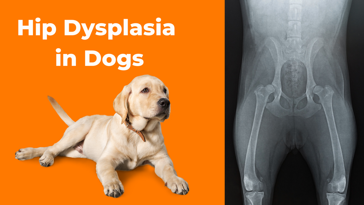 is hip dysplasia in dogs painful