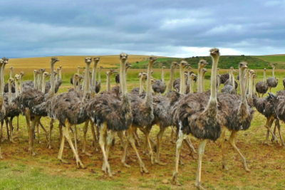 Everything You Always Wanted to Know About Ostrich Meat - American Ostrich  Farms