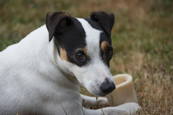 are pig ears better for a galician shepherd dog than rawhide ears