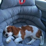 Small dogs in a car seat pupsaver