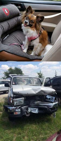 Lyla's Pupsaver after a car crash