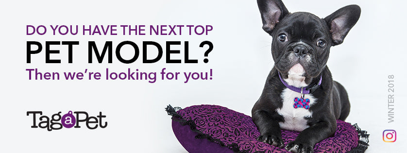 Tag a Pet - Pet Model Search