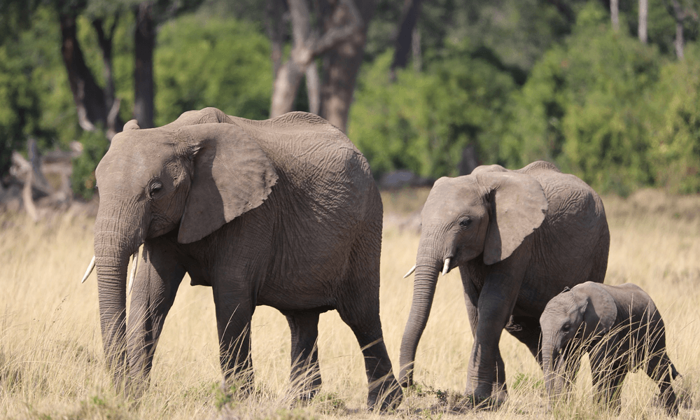 Endanzoo Elephant