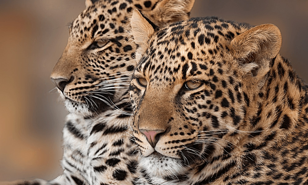 Endanzoo Leopard
