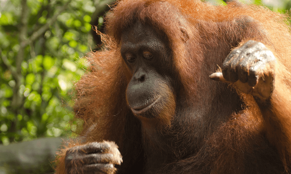 Endanzoo Orangutan