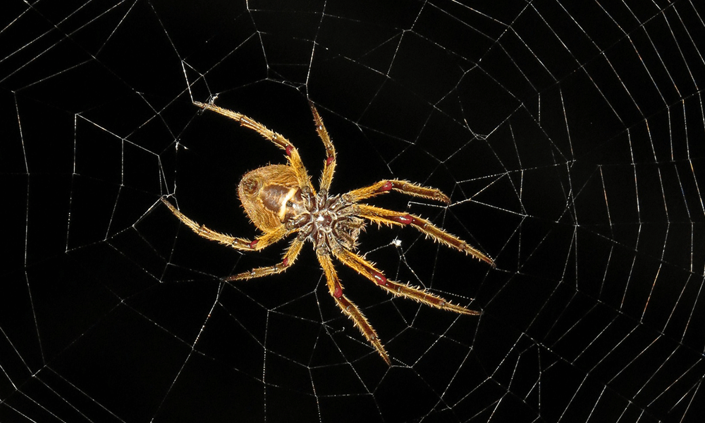 Endanzoo Spider