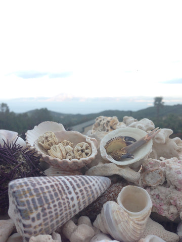 Sea urchins and shells collected.