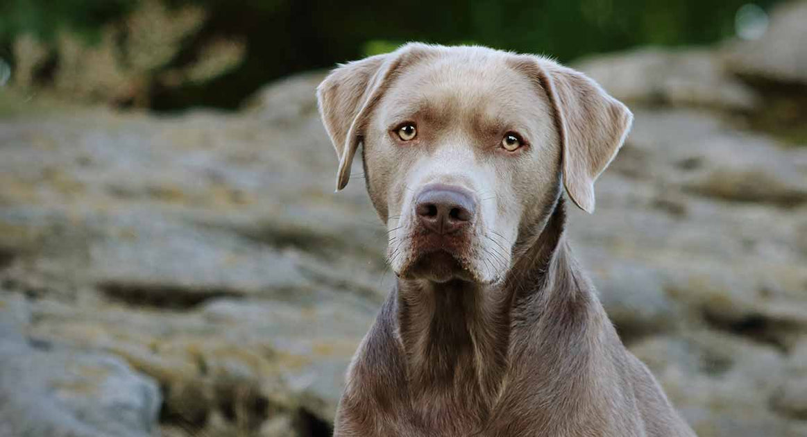 do labradors have blue eyes