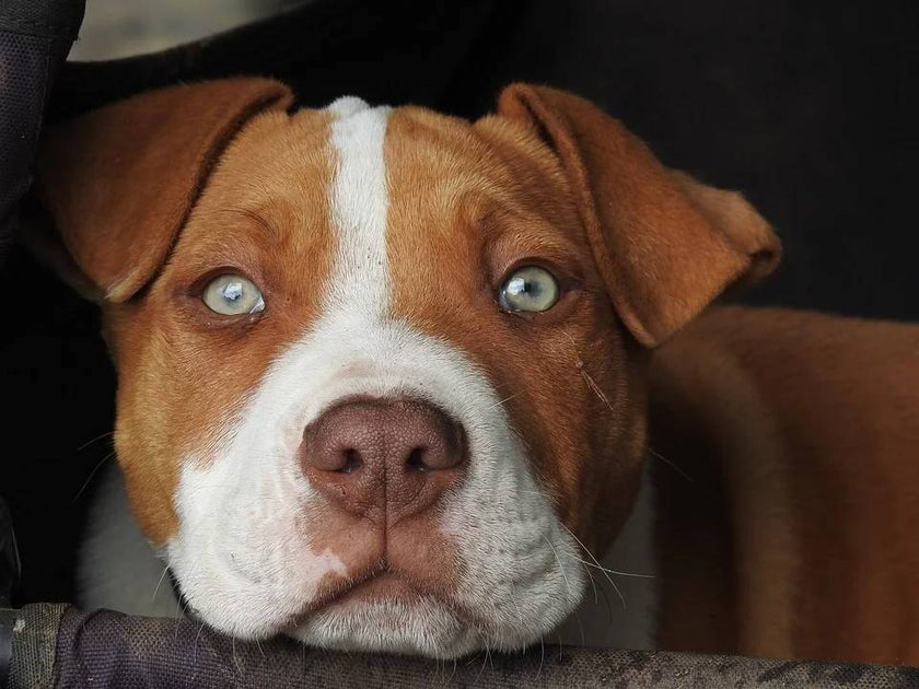 6 Reasons to Love Red Nose Pitbull petventuresbook