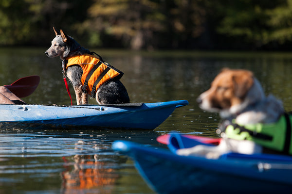 Dogs kayaking on a lake