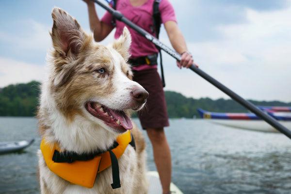 Dog on paddle board