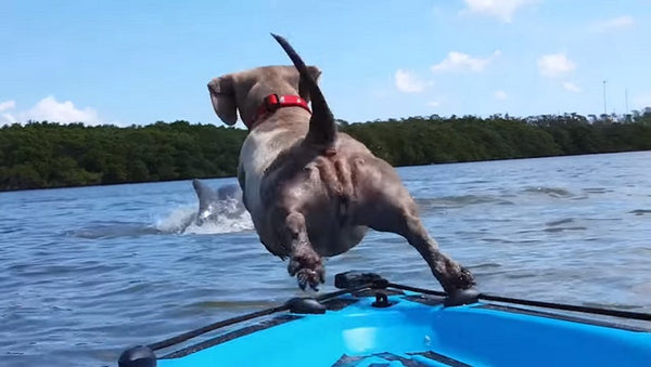 Dog jumping off kayak after dolphin
