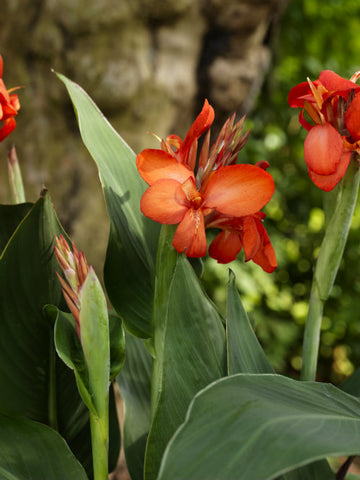 Canna flower